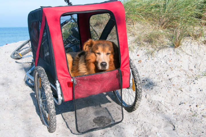 fahrradanhaenger fahrradfahren mit hund kaufen